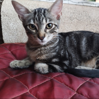 Camada de los V's (Viggo) ADOPCIÓN CONJUNTA