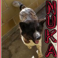 Foto de NUKA