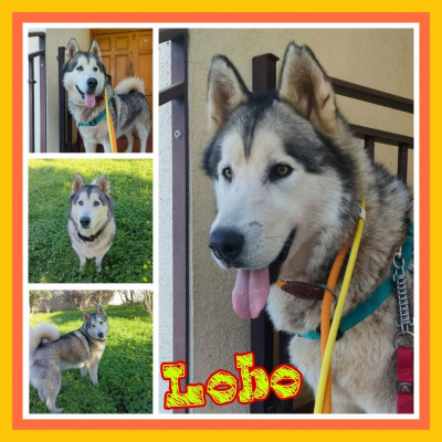 LOBO