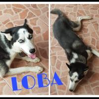 Foto de LOBA