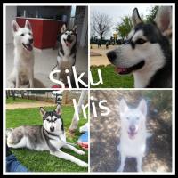 Foto de IRIS Y SIKU