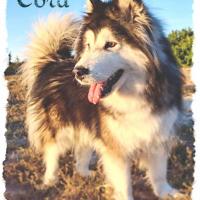 Foto de CORA