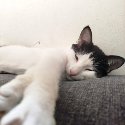 Milka