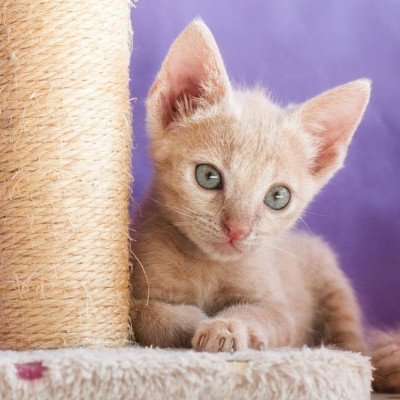 Simba