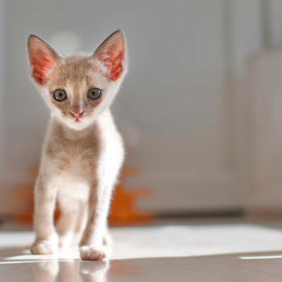 Simba
