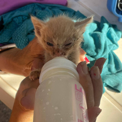 Simba