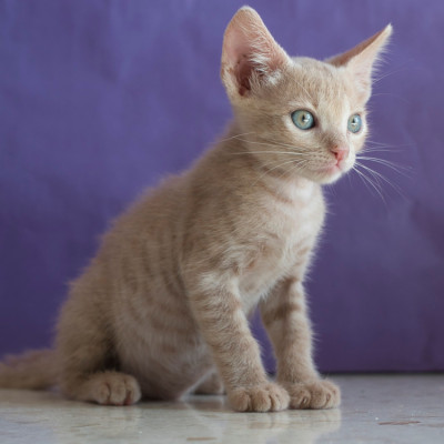 Simba