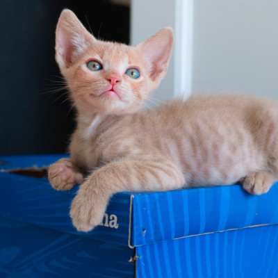 Simba