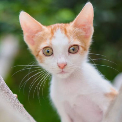 Tom