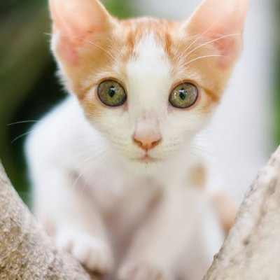 Tom