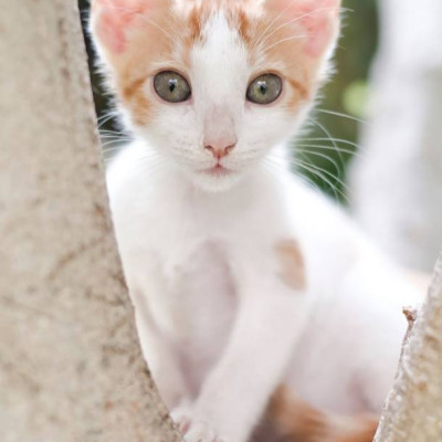 Tom