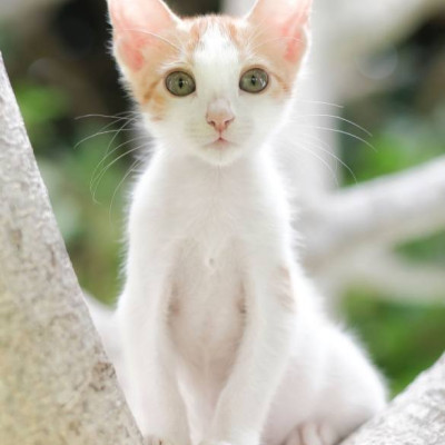 Tom