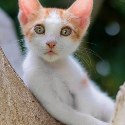 Tom