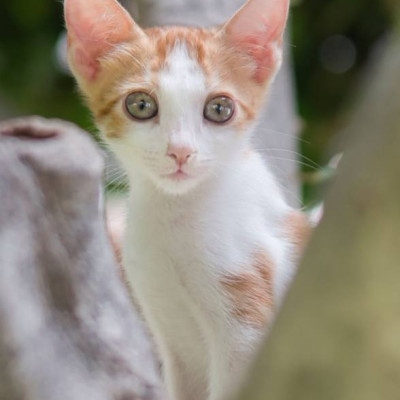 Tom