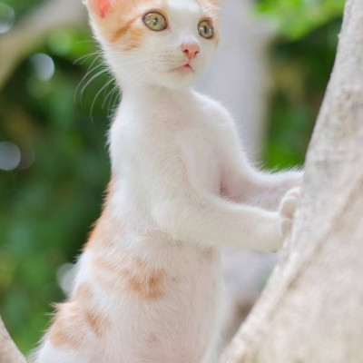 Tom