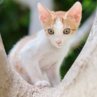 Tom