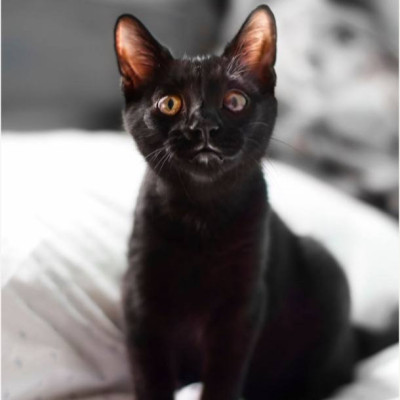 Coco