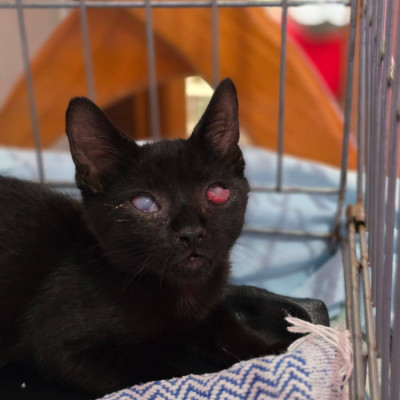 Coco