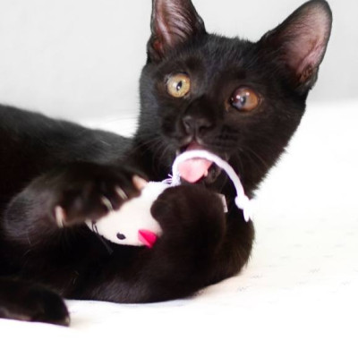 Coco