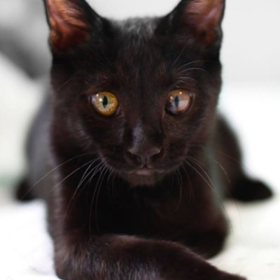 Coco