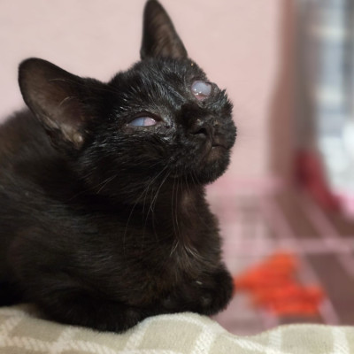 Coco