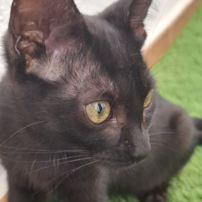 Mia