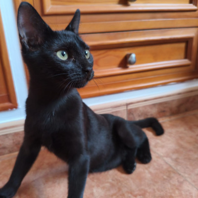 Mia