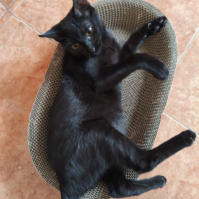 Mia