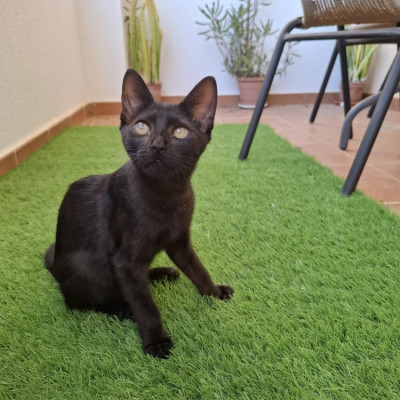 Mia
