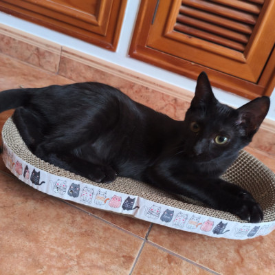 Mia