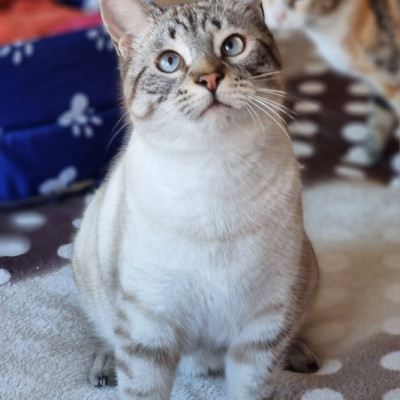 NICO