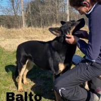 Balto