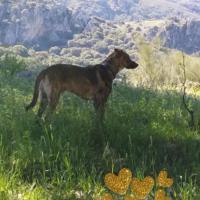 Pixi
