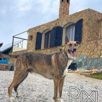 Pixi