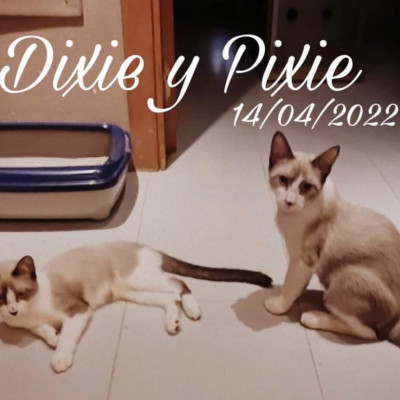 Foto de Dixie & Pixie