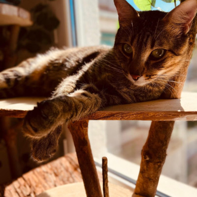 Nilo