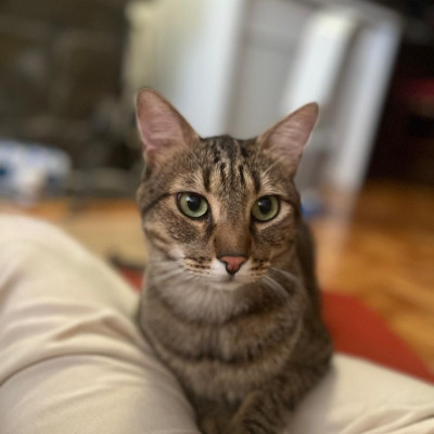 Nilo