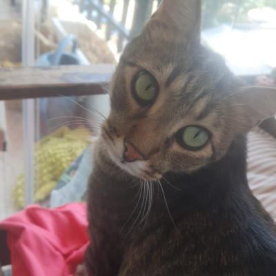Nilo