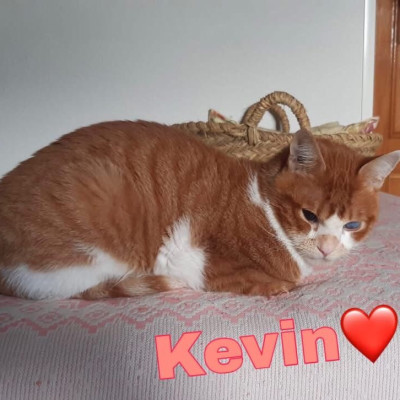 Kevin