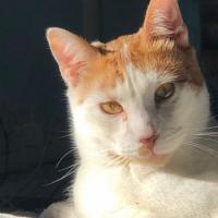 Foto de GEORGE