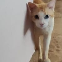 Foto de PIMPOLLO