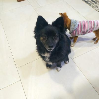 PINO