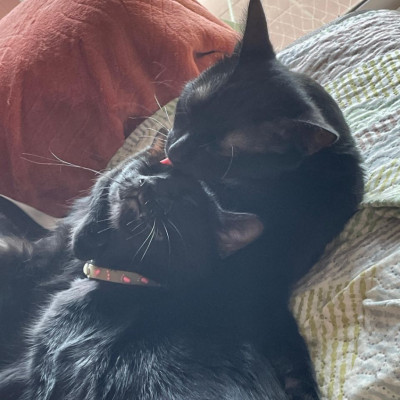 OLIVER