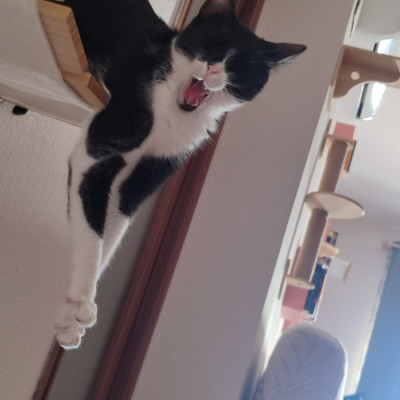 STELLA