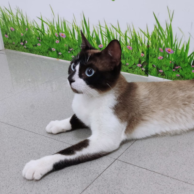 Foto de MOKA