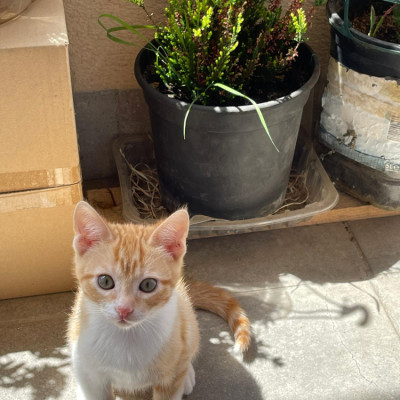 SPOT