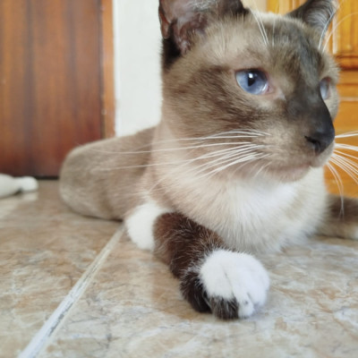 MORGANA