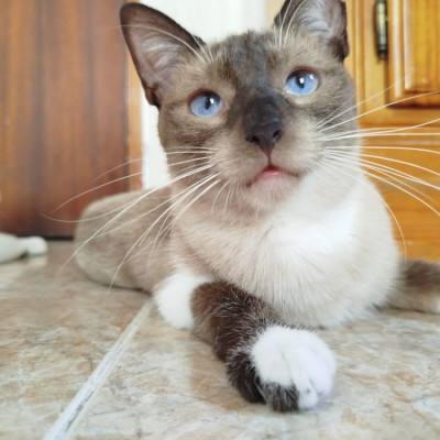 MORGANA