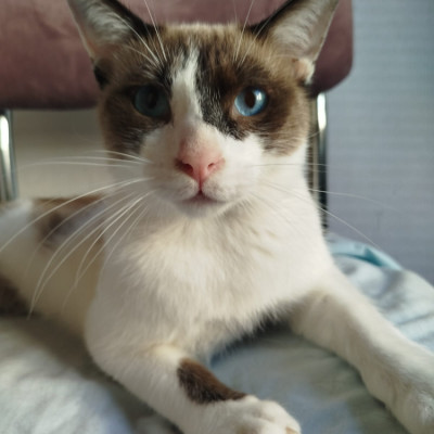 MORGANA