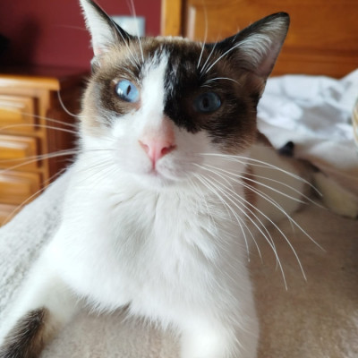 MERLIN